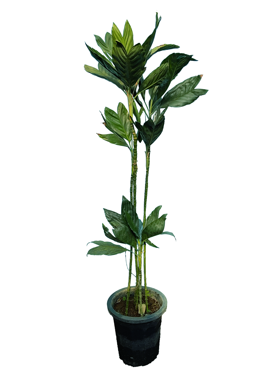 現物商品】チャメドレア・メタリカ（テネラ）幹上がり 10号 | HITOTOKI