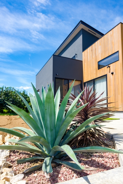 アガベ アメリカーナ - ドライガーデンの主役に最適な植物 | HITOTOKI