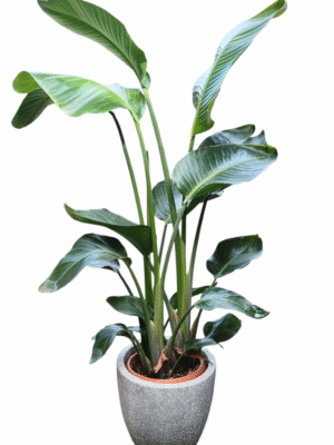 タビビトノキ（旅人の木） 8号サイズ | HITOTOKI by MAKIMO PLANT