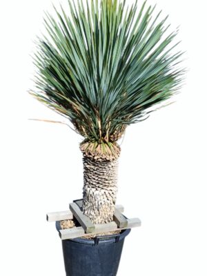 ユッカ・ロストラータ | HITOTOKI by MAKIMO PLANT