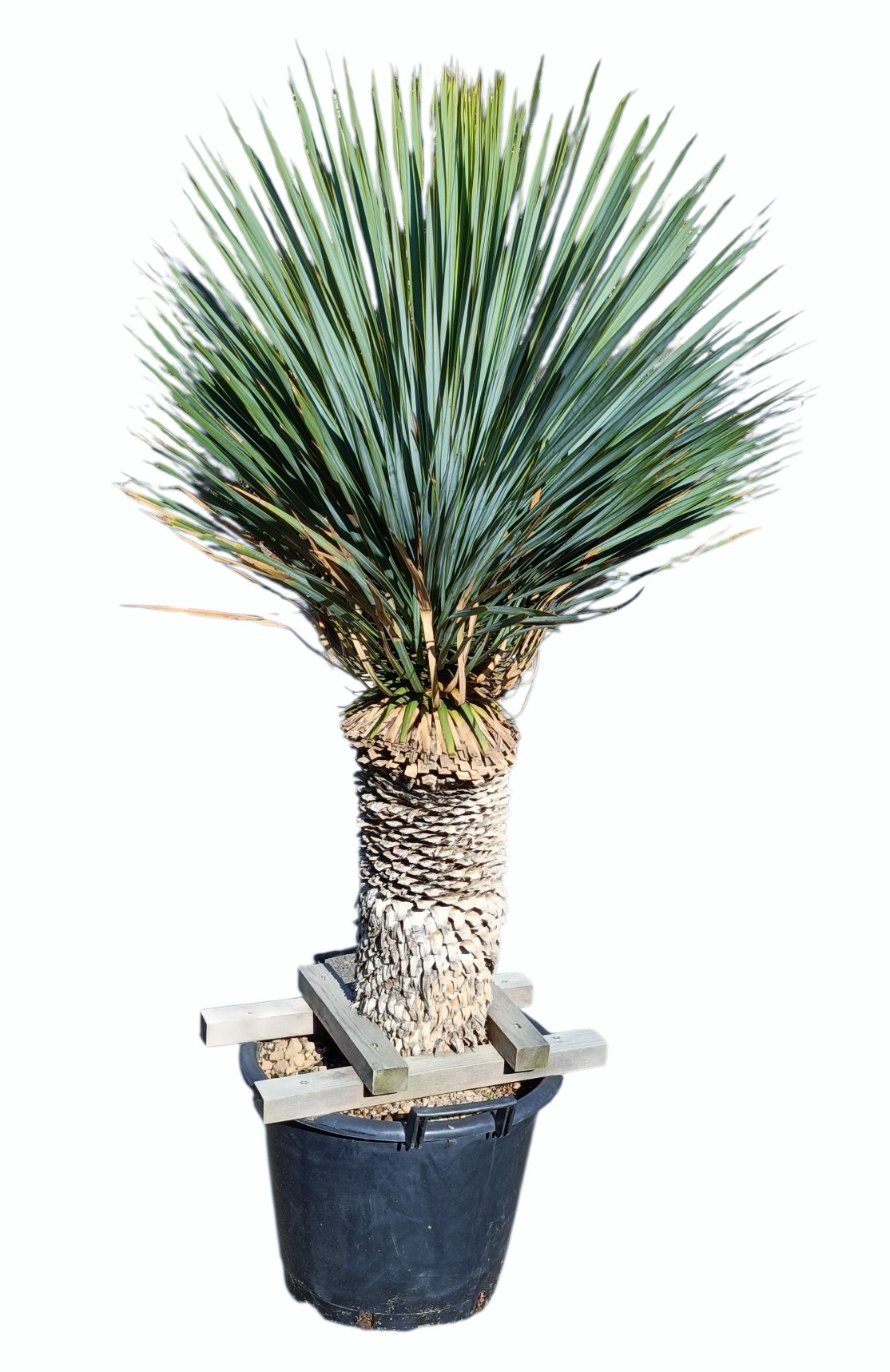 ユッカ ロストラータ 12号サイズ | HITOTOKI by MAKIMO PLANT