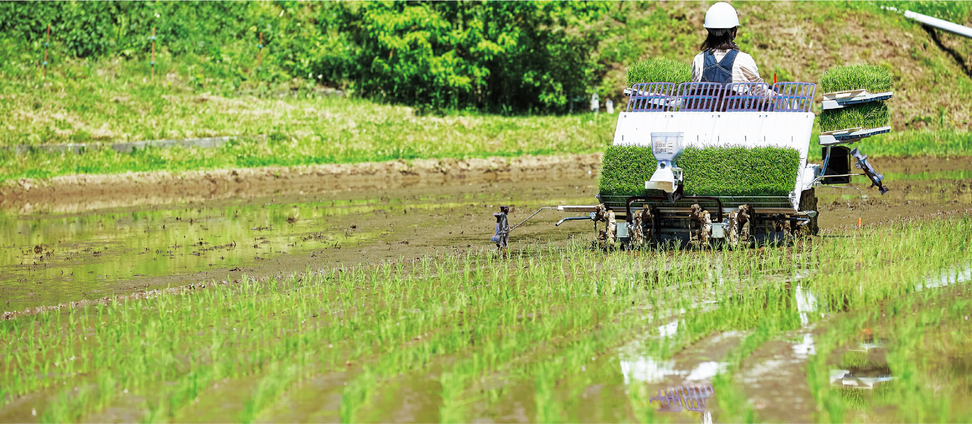 植付性能｜Rice transplanter LC41｜田植機｜製品情報｜製品紹介｜三菱