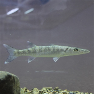 オニカマス | 漫湖水鳥・湿地センター