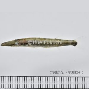 オニカマス | 漫湖水鳥・湿地センター