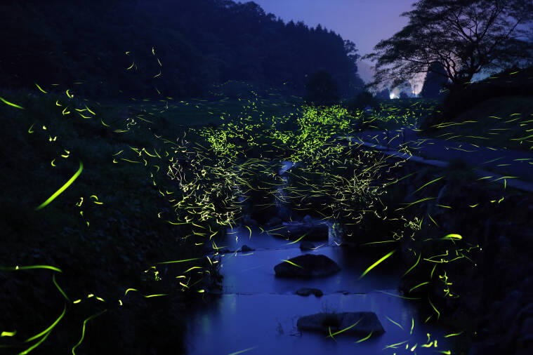 津黒川のホタル｜蒜山の観光スポット｜真庭観光WEB