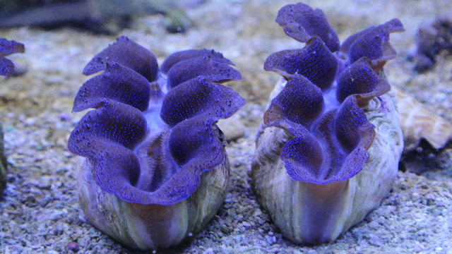 ノーマルブルー系沖縄産ヒメシャコ貝☆