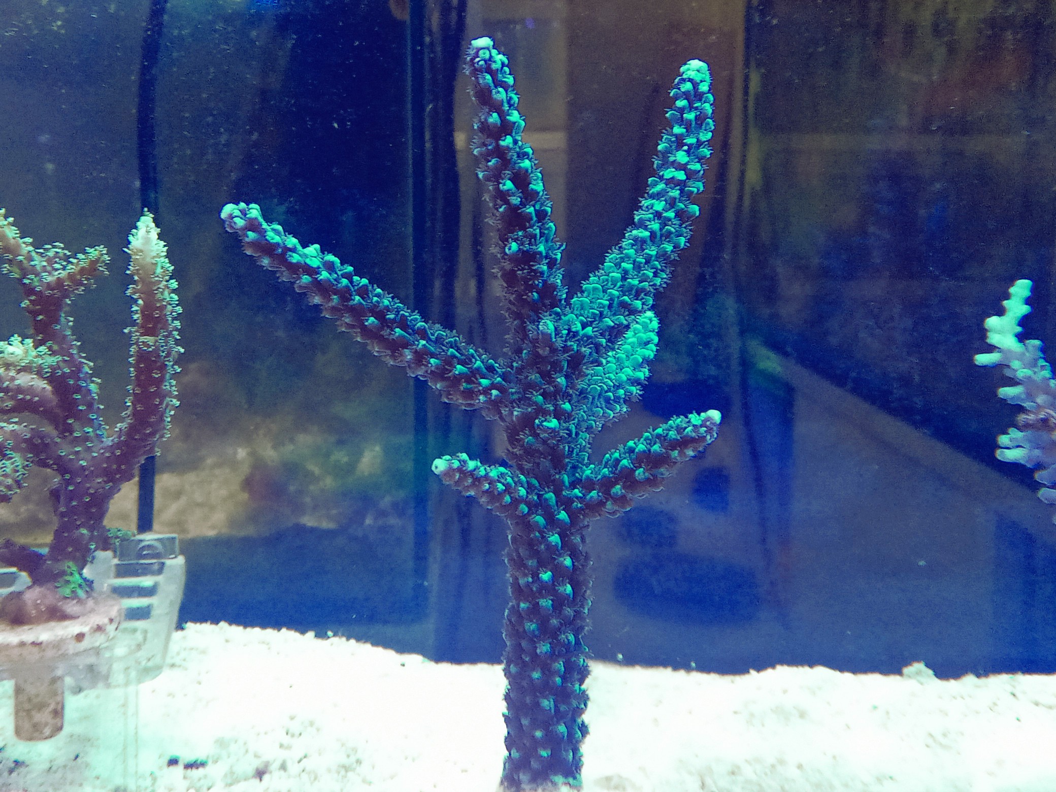 極美☆濃厚グリーン！スギノキミドリイシ八重山産