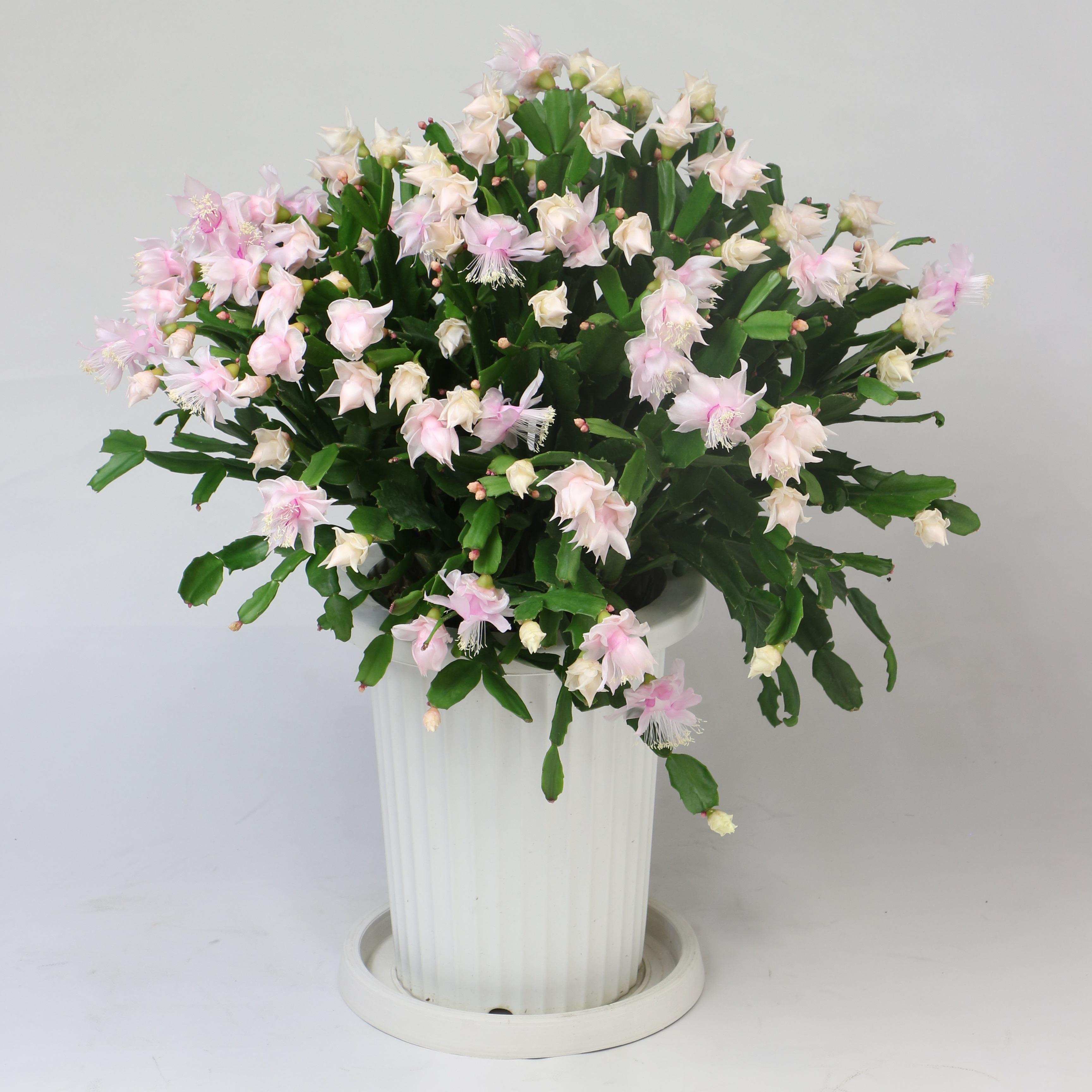 バラ咲デンマークカクタス7号Flowershopマルハナ