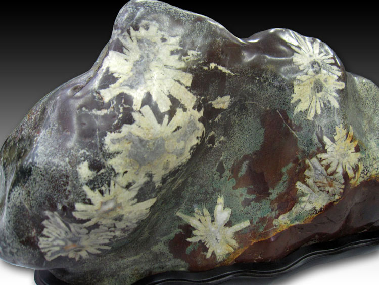 菊花石 岐阜根尾谷産を販売している増樹です。根尾谷の菊花石は大変