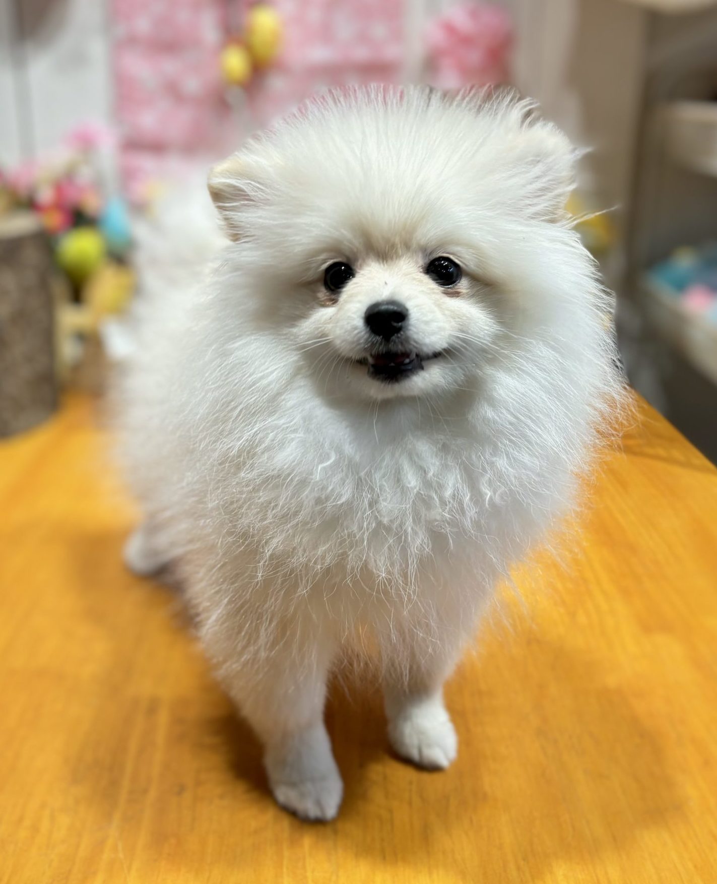 ポメラニアン アーカイブ | 世界の名犬牧場