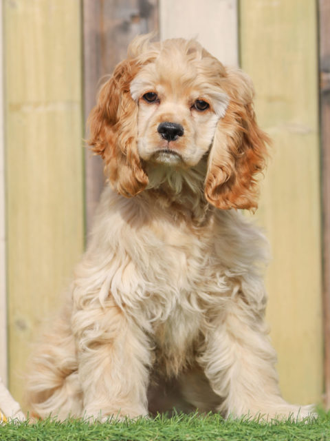 アメリカン・コッカー・スパニエル アーカイブ | 世界の名犬牧場