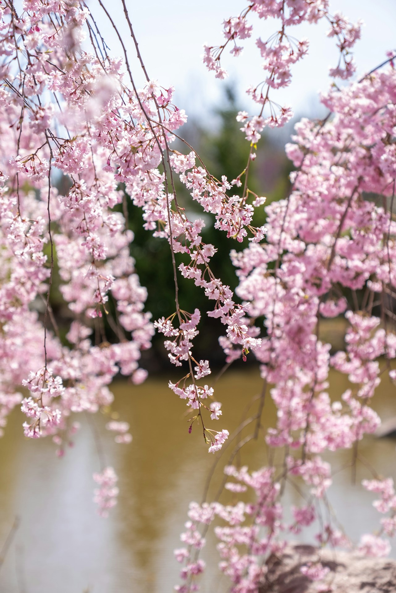 Cherry Blossoms » Meijer Gardens | Frederik Meijer Gardens