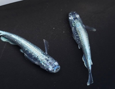 オーナー紹介 | medakahouse.088 徳島 メダカ 販売 通販 改良メダカ