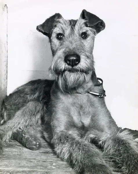 Irish Terrier Print circa 1960s. Art Prints, Posters & Puzzles