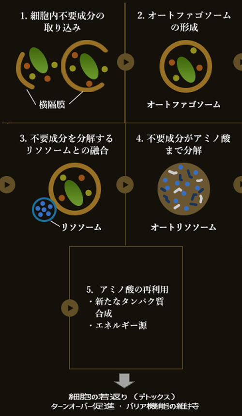 MAJOR | 2025年 マジョール タイムレスリペアクリーム 50g