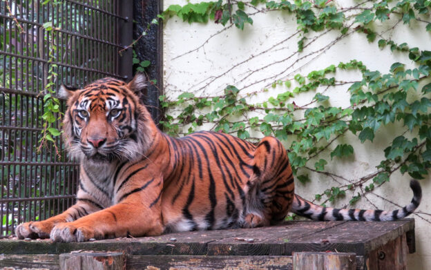 スマトラトラ | 宮崎市フェニックス自然動物園サイト