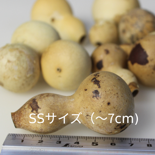 瓢箪・ひょうたん・ヒョウタン販売。乾燥した素材。ハワイアン