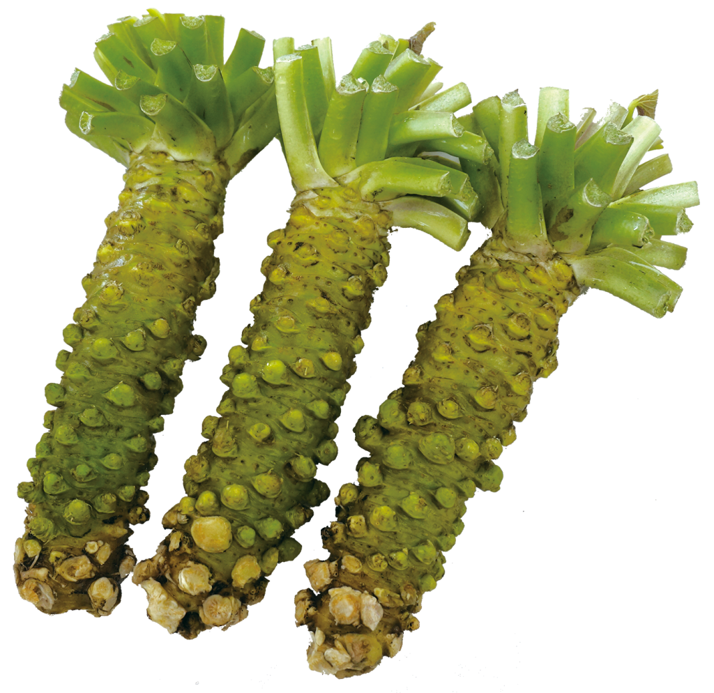 わさび品種一覧 | 三好アグリテック株式会社