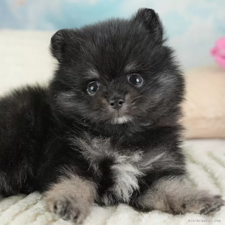 ポメラニアン【埼玉県・男の子・2026年1月3日・ブラックタン&ホワイト