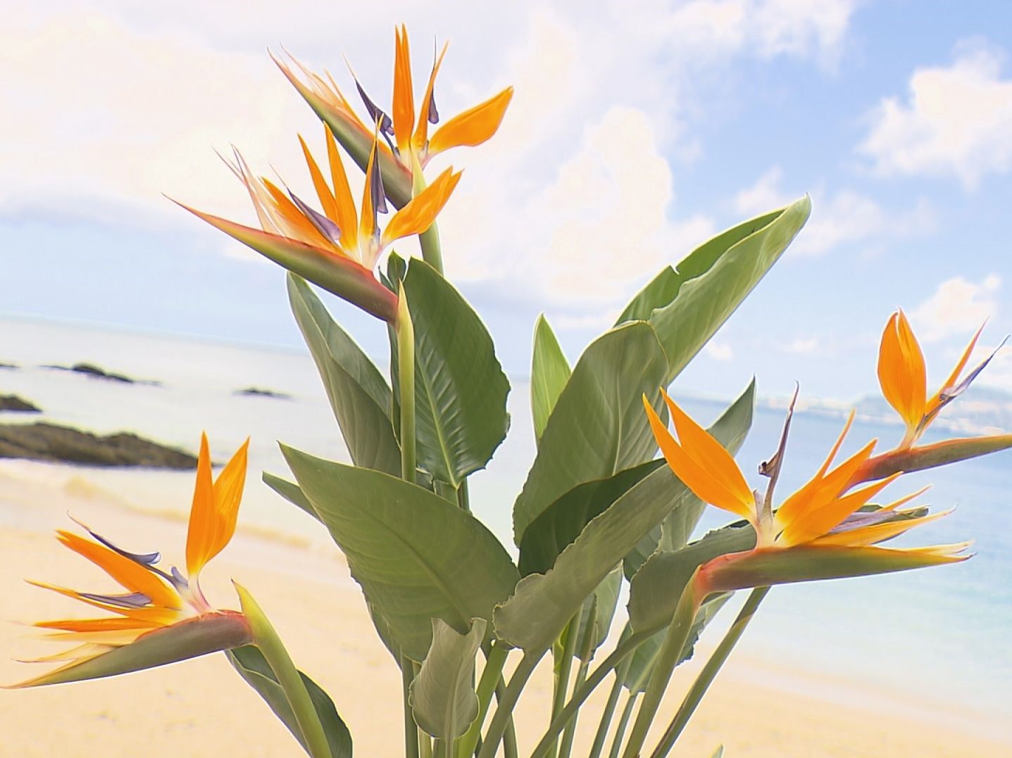317 輝かしい未来へ！ ～極楽鳥花(ストレリチア) 復活への道～ | 日本