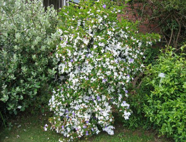 ニオイバンマツリ | おきなわ 緑と花のひろば