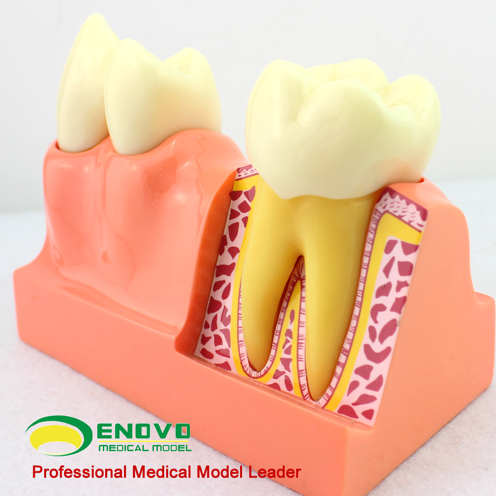 小児歯科模型-article-歯科用模型・歯科実習用模型-article-歯科院向け