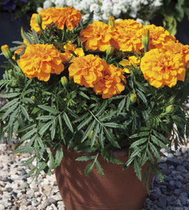 マリーゴールド | ムラカミシード