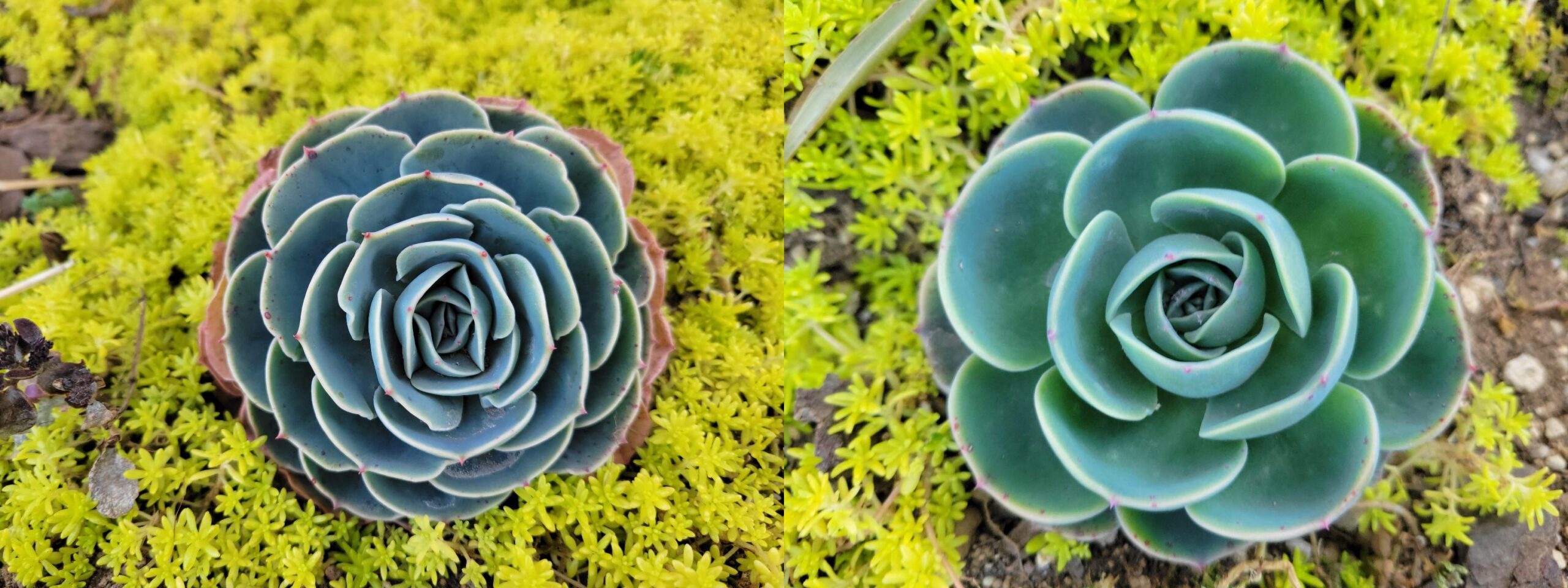 エケベリア「七福神」｜多肉植物の育て方と地植えのメリット】 - 多肉