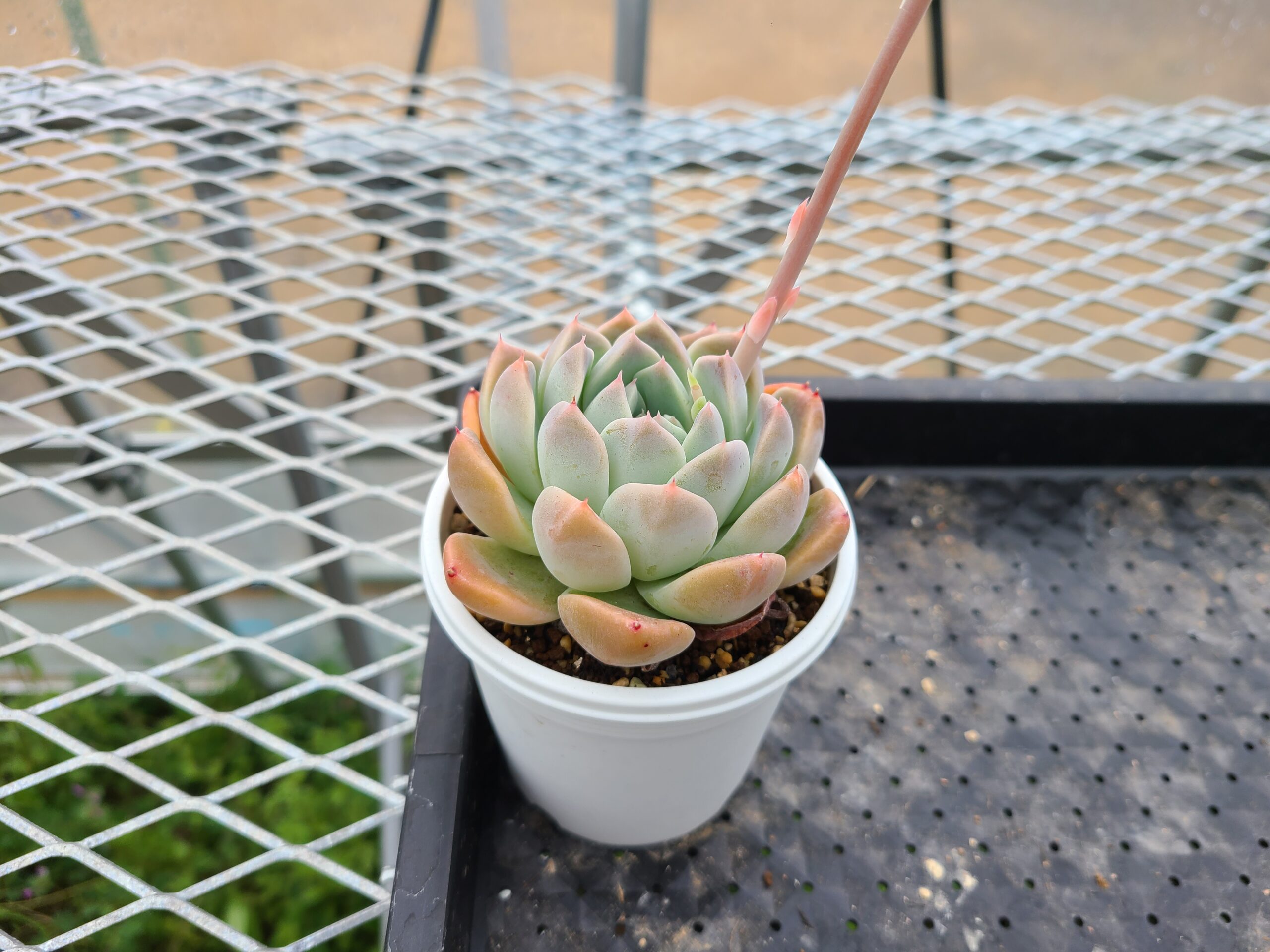 アルバビューティー - 多肉植物むらさき園