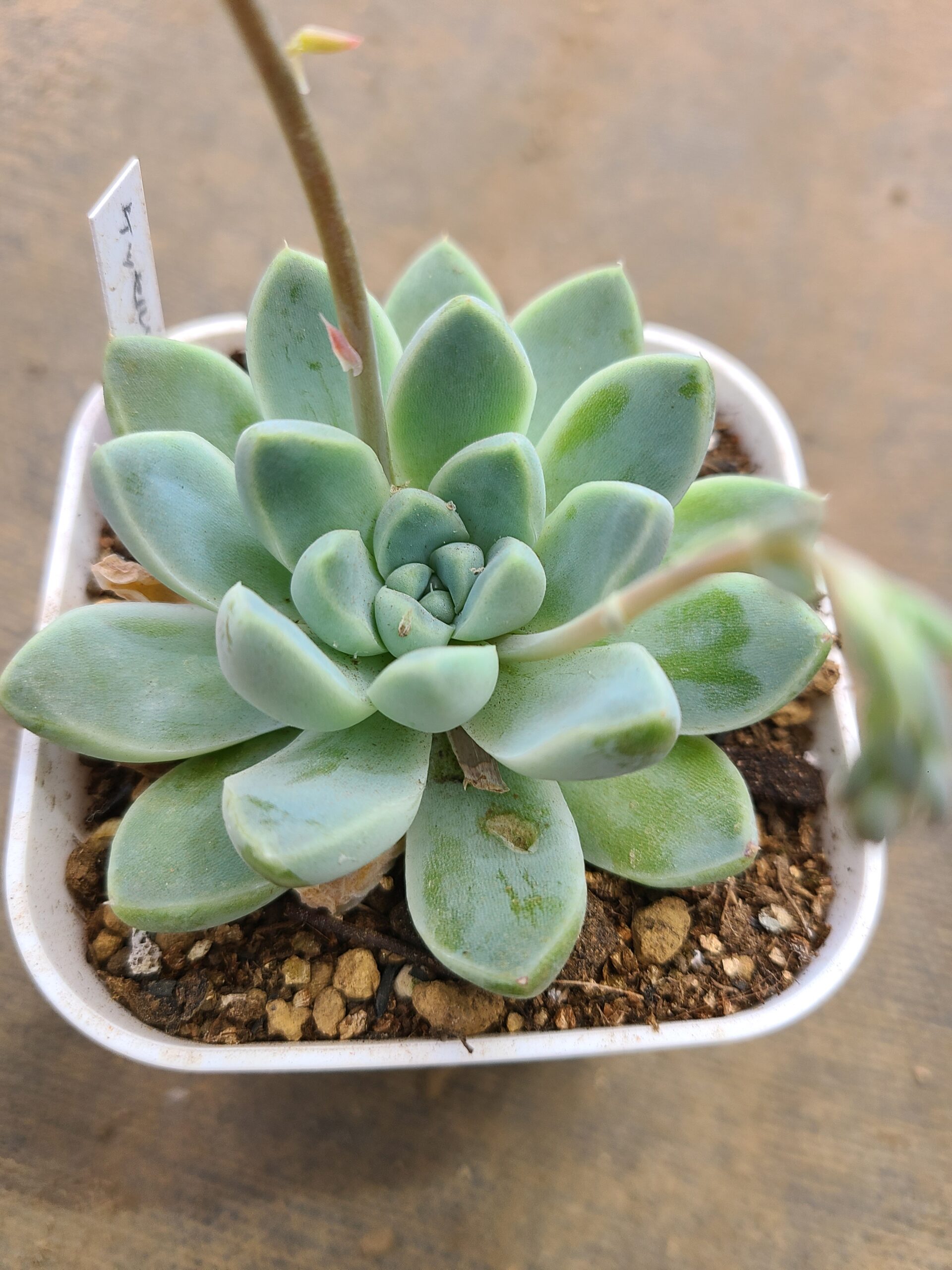 エレガンス ケッセルリンギアナ「原種」 - 多肉植物むらさき園