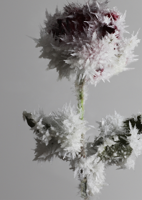 吉岡徳仁－クリスタライズ | 展覧会 | アイエム［インターネット