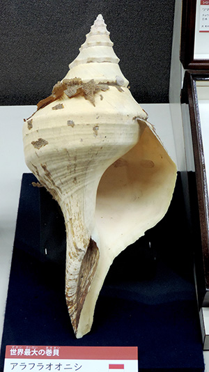 世界一の貝【学芸員自然と歴史のたより】 | 横須賀市自然・人文博物館
