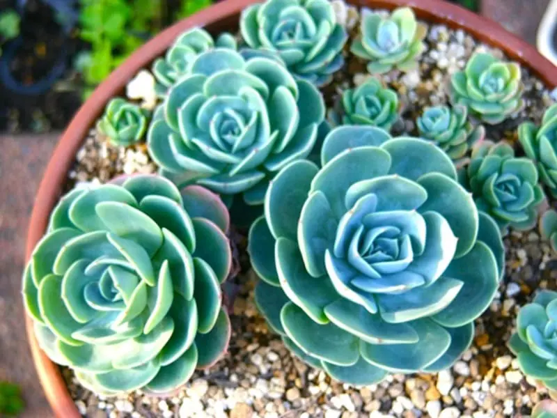 多肉植物・七福神 置き場所や水やり・ふやし方のポイント！ | 農家web