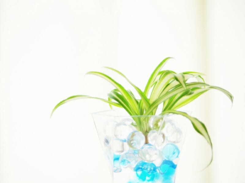 オリヅルランの水栽培の始め方 失敗しないポイント！ | 農家web