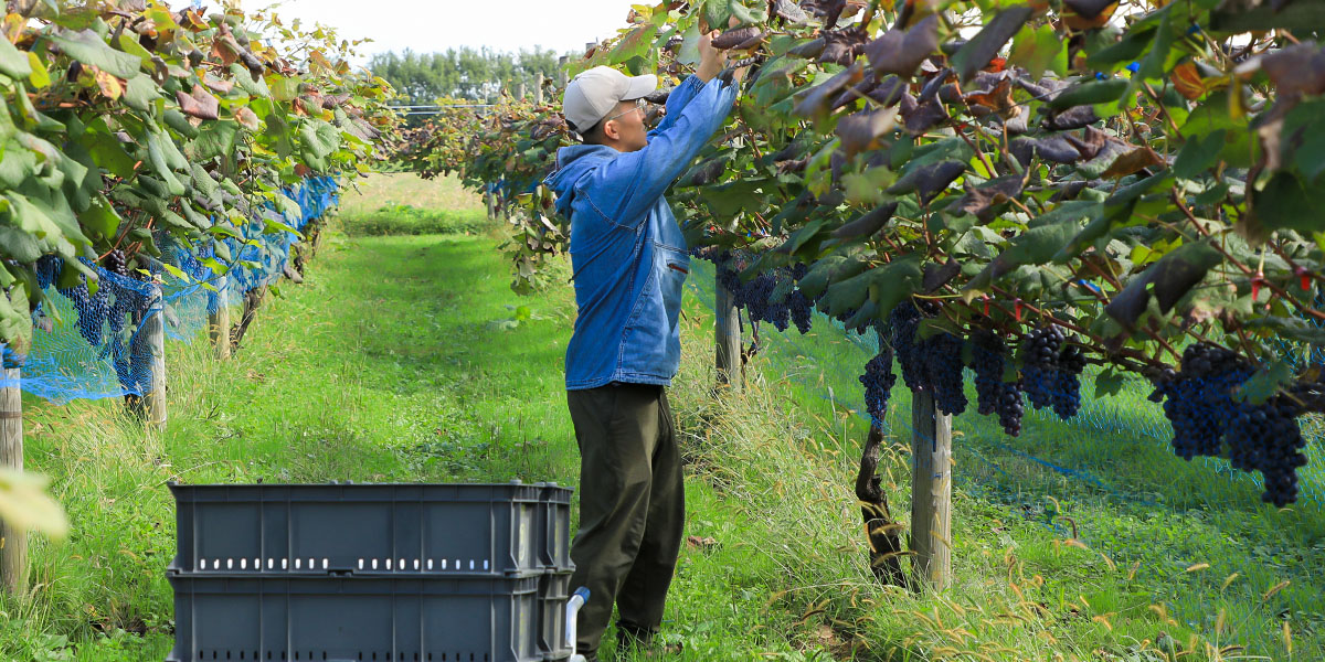 地域おこし協力隊から念願の果樹農家に！移住先の支援でスムーズ就農