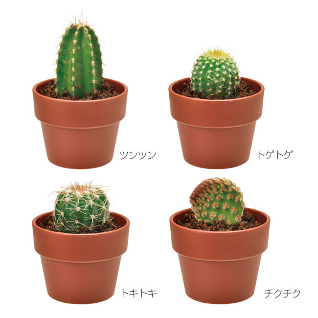 育てるカプセル サボテン（SNS-1000286）｜名入れプリント専門店
