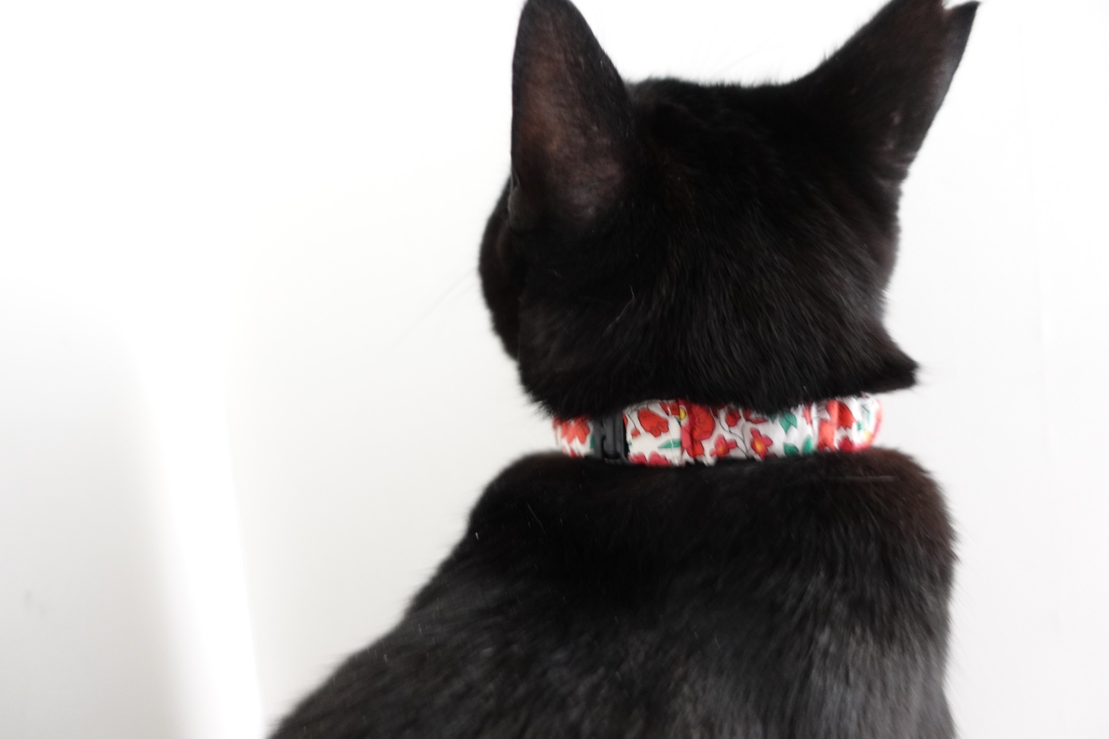 Lサイズ限定商品/だるま鈴付き/セイフティーバックル付きシュシュ猫