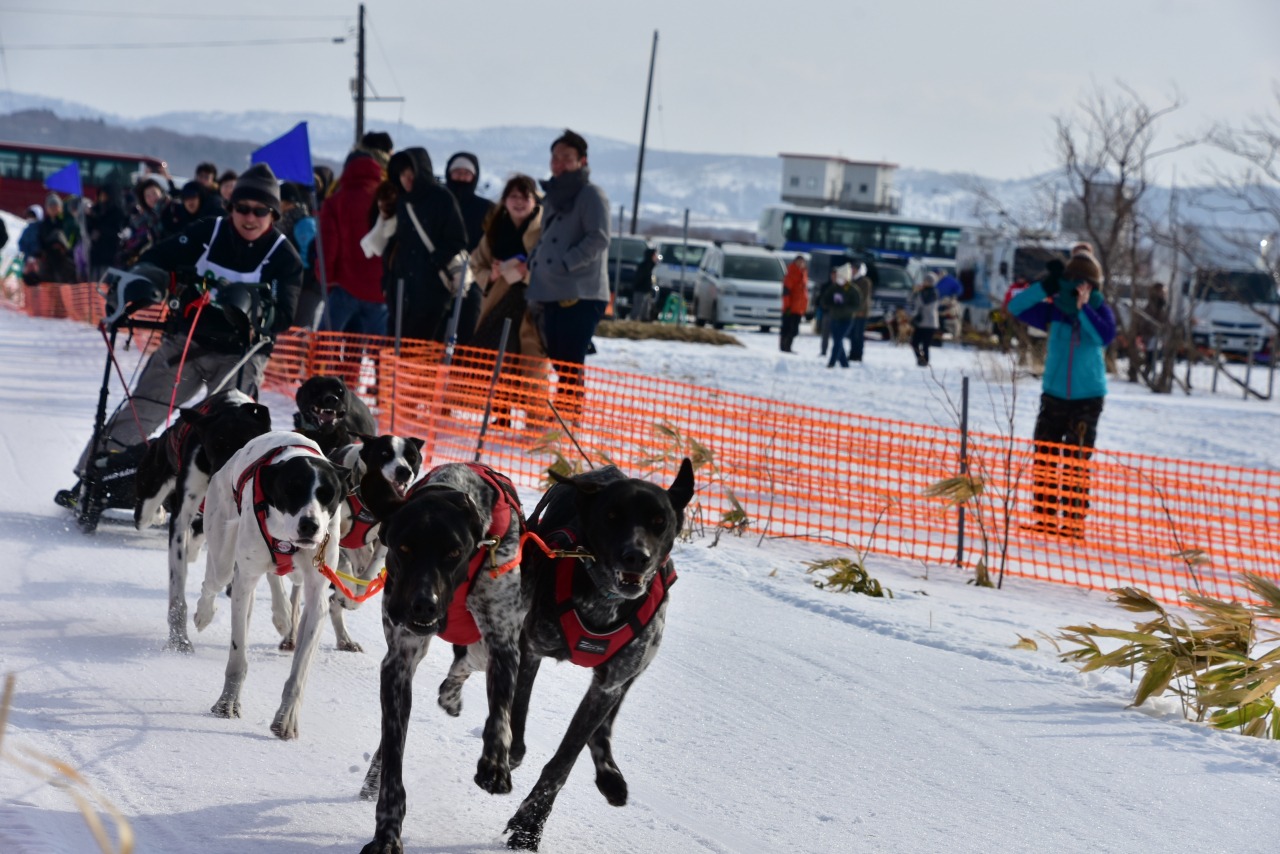 JAPAN CUP 全国犬ぞり稚内大会｜イベント｜【公式】きた・北海道/稚内