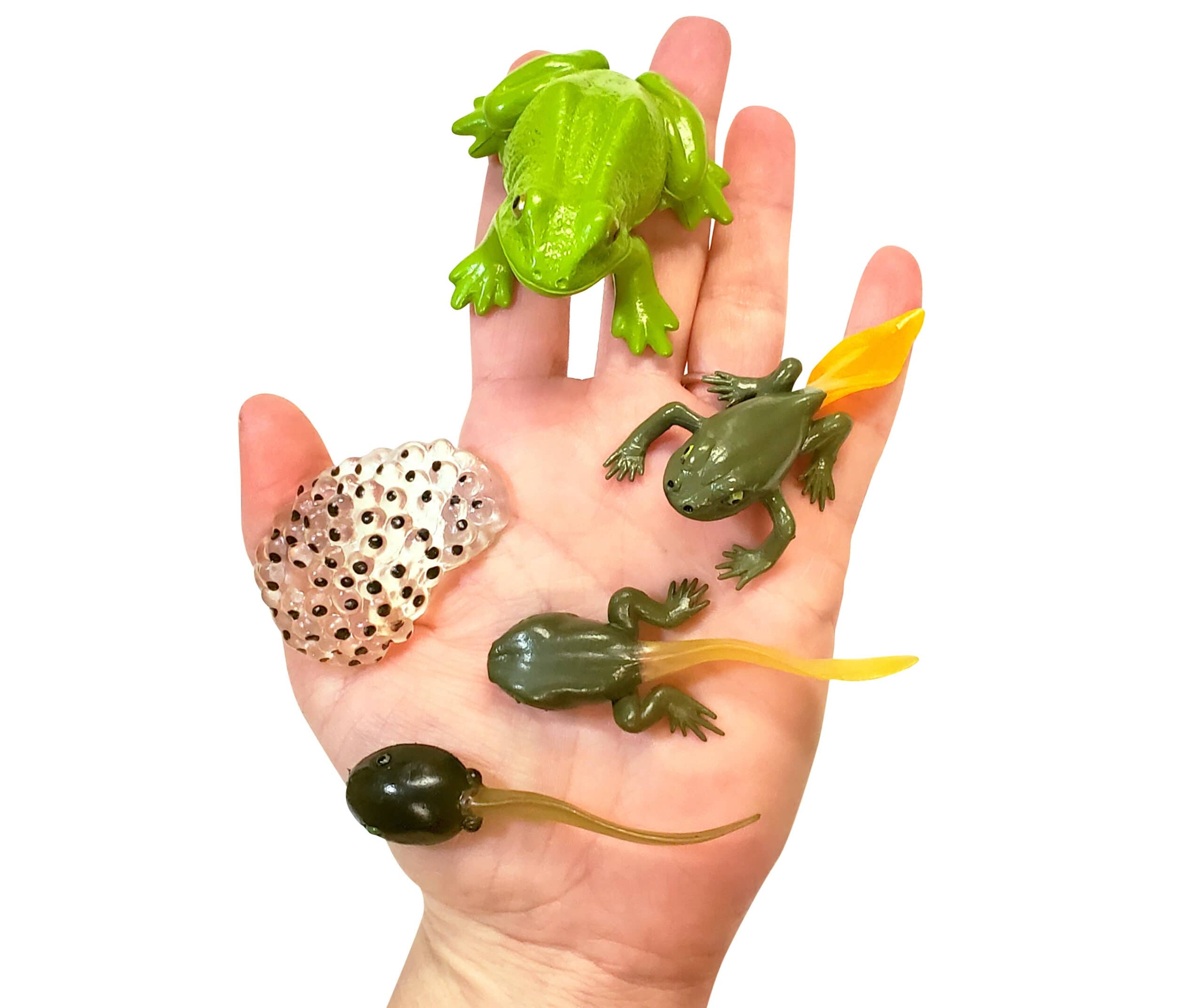 Tadpole to Frog Kit Instructions - Nature Gift Store