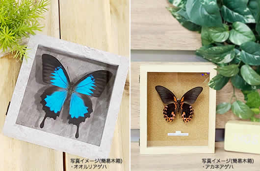 ハレギチョウ , 蝶の標本 販売・通販のNatureShop|モルフォやキプリス
