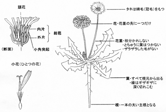 タンポポの見分け方（三重）