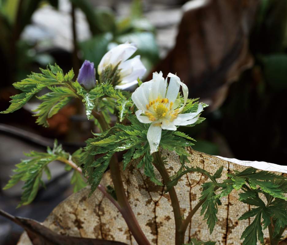 ツアー紹介】3／13発 中国・四川省 アジア唯一のクリスマスローズに