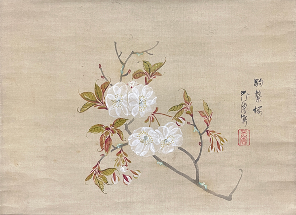 広瀬花隠 駒繋桜図/掛け軸(Hanging scrolls) 絵画の買取 販売 鑑定