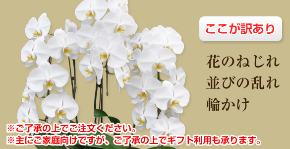 胡蝶蘭 訳ありB級品 ホワイト（白色） 大輪 3本立て 30～35輪前後