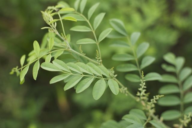 藍色に染める植物・インディゴ