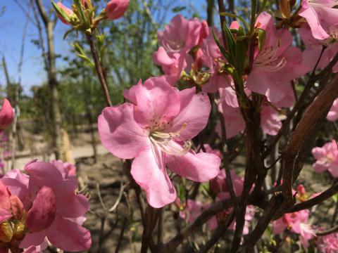 クロフネツツジ | 株式会社 中西園材