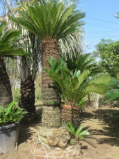 ソテツ ヤシの木 販売 中山植木