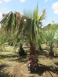 ワシントンヤシNO，06