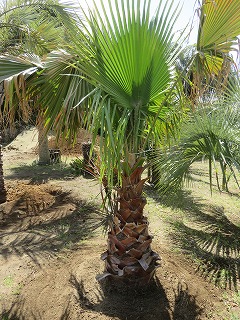 ワシントンヤシNO，06