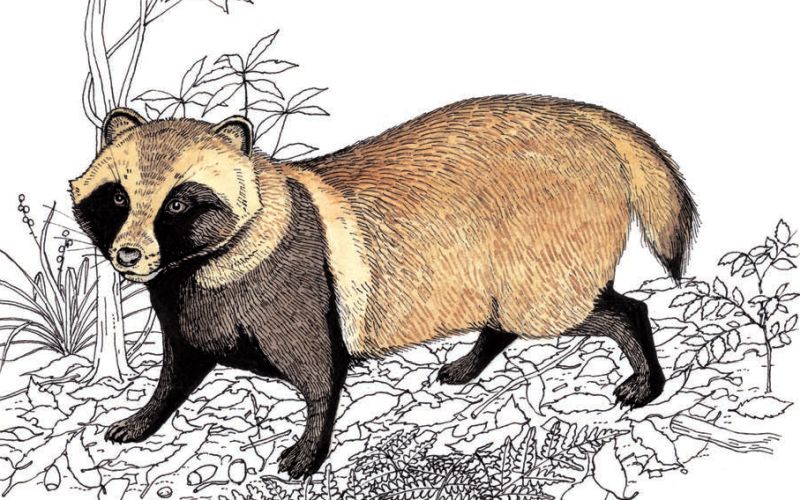 タヌキのコレクション【今日からはじめる自然観察】 | 知ろう、自然の